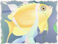 Yellow fish