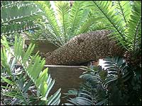 Oldest pot plant in the world