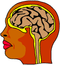 A diagram of the head showing the brain, with the rear part of the brain highlighted.