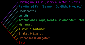 A list of animal groups